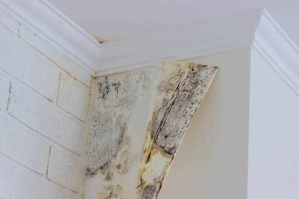 Why You Should Choose Our Mold Remediation Services in South San Francisco, CA